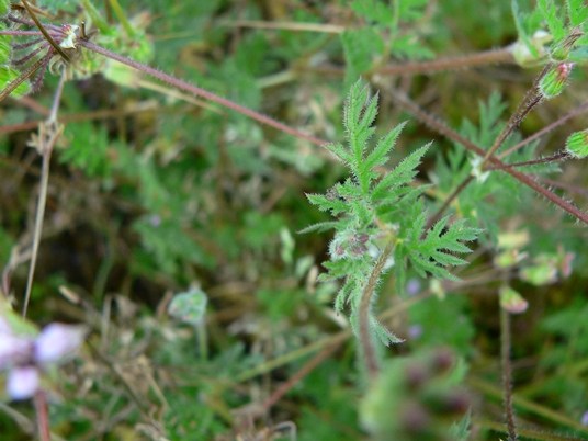 {Erodium cicutarium}